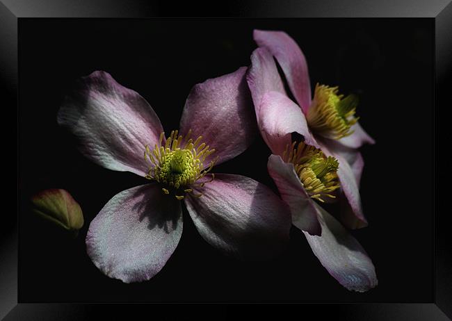 Clematis Framed Print by Samantha Higgs