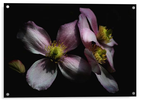 Clematis Acrylic by Samantha Higgs