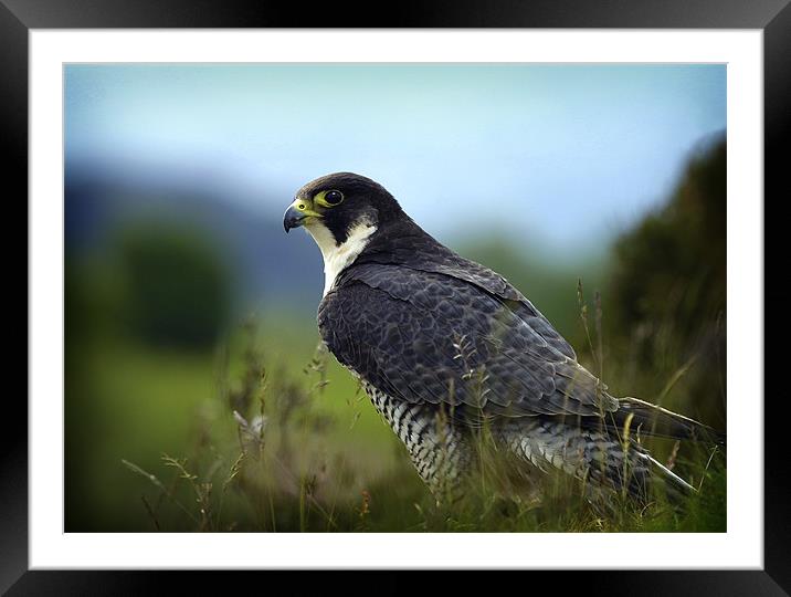 PEREGRINE FALCON Framed Mounted Print by Anthony R Dudley (LRPS)