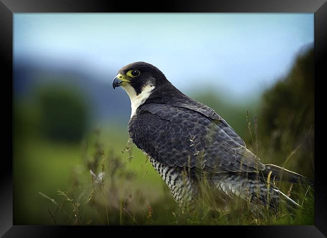 PEREGRINE FALCON Framed Print by Anthony R Dudley (LRPS)