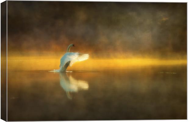 Swan Lake Canvas Print by Darren Ball