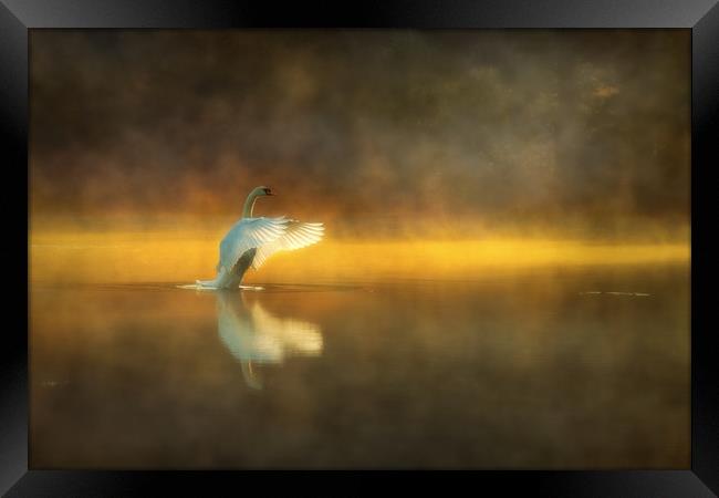 Swan Lake Framed Print by Darren Ball