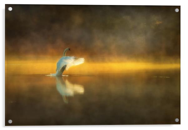 Swan Lake Acrylic by Darren Ball