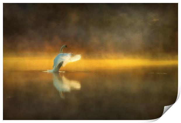Swan Lake Print by Darren Ball