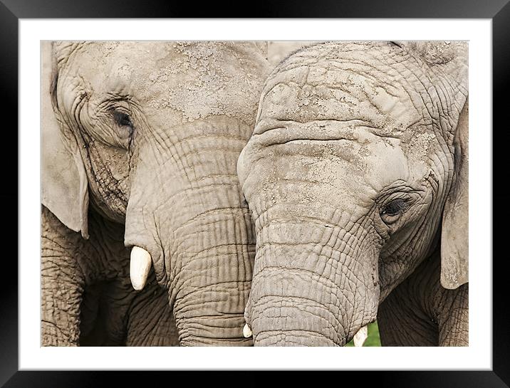 Elephants Framed Mounted Print by Joanne Wilde