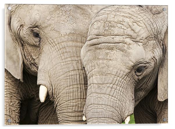 Elephants Acrylic by Joanne Wilde