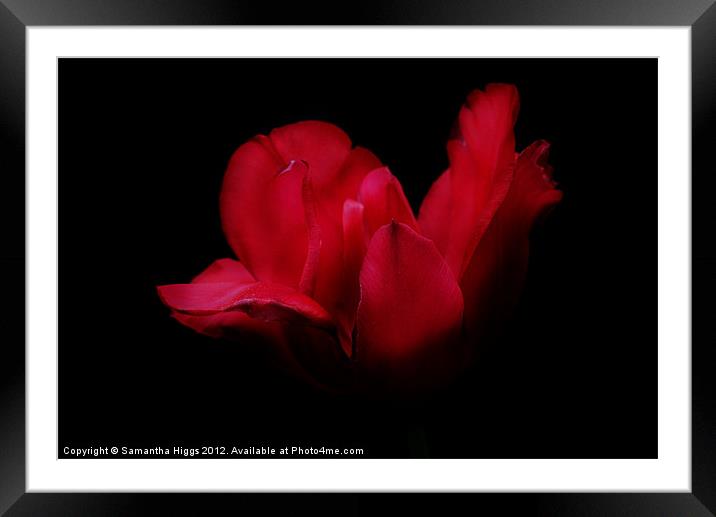 Patricia's Tulip Framed Mounted Print by Samantha Higgs