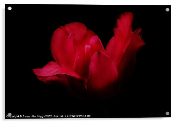Patricia's Tulip Acrylic by Samantha Higgs