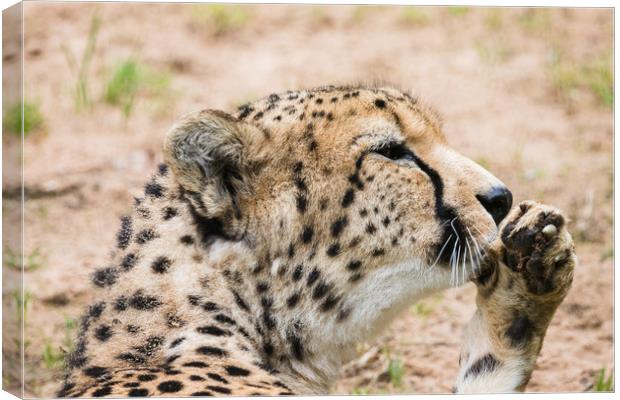 Cheetah cleaning its paw Canvas Print by Jason Wells