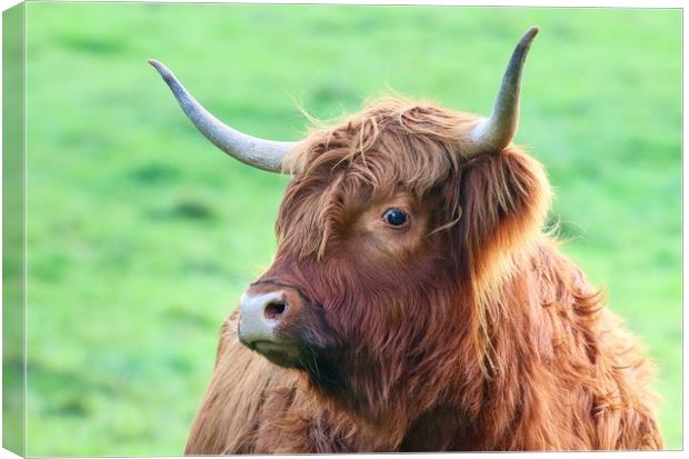 Highland Cow looking from the side Canvas Print by Simon Marlow