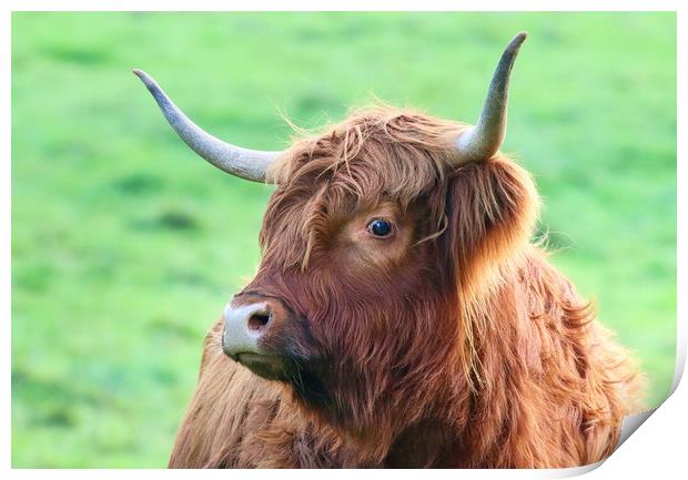 Highland Cow looking from the side Print by Simon Marlow