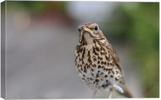 Beautiful little Song Thrush Canvas Print by Simon Marlow
