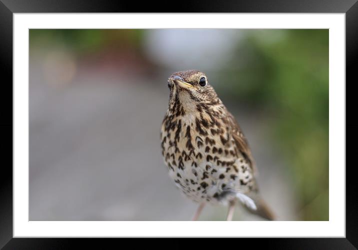 Beautiful little Song Thrush Framed Mounted Print by Simon Marlow
