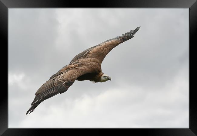 Large Griffin Vulture in flight Framed Print by Simon Marlow