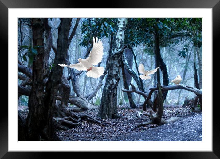 Doves in the dark forest Framed Mounted Print by Simon Marlow