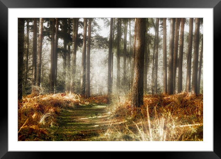 Autumn in the forest Framed Mounted Print by Simon Marlow