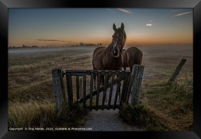 Horses standing at a gate a misty morning  Framed Print by Stig Alenäs