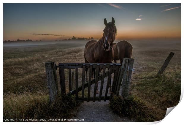 Horses standing at a gate a misty morning  Print by Stig Alenäs