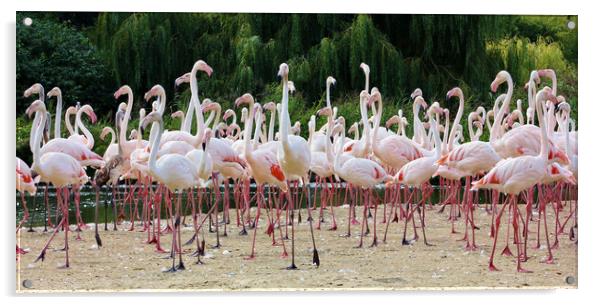 Greater Flamingos Acrylic by Susan Snow