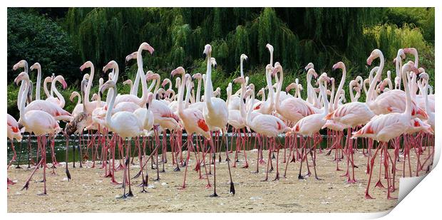 Greater Flamingos Print by Susan Snow