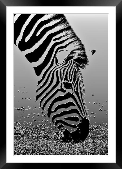 Zebra - Plaster filter Framed Mounted Print by Susan Snow