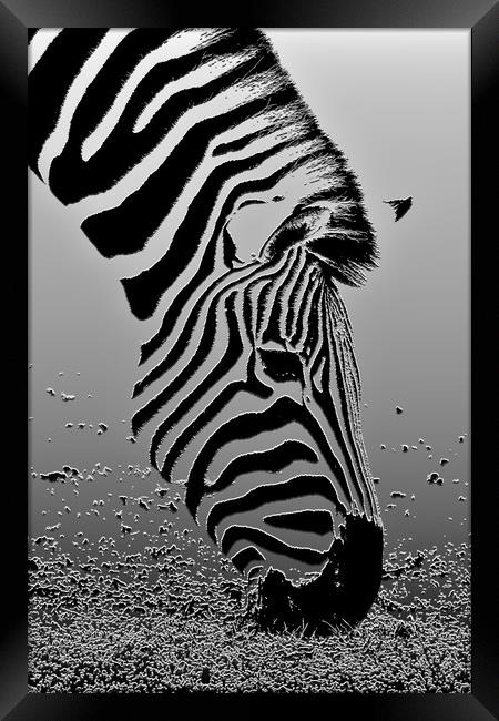 Zebra - Plaster filter Framed Print by Susan Snow