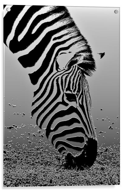 Zebra - Plaster filter Acrylic by Susan Snow