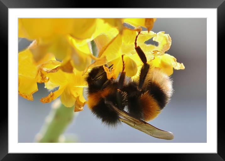 Pollinating Bumblebee Framed Mounted Print by Susan Snow