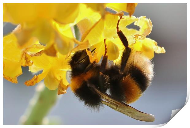 Pollinating Bumblebee Print by Susan Snow