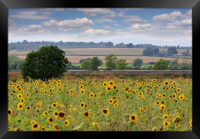 A Field of Sunflowers Framed Print by Susan Snow
