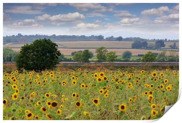 A Field of Sunflowers Print by Susan Snow