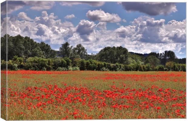 Poppy Field in the Cotswolds Canvas Print by Susan Snow