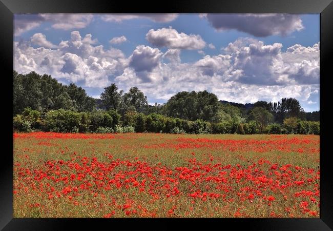 Poppy Field in the Cotswolds Framed Print by Susan Snow