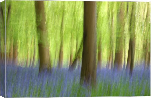 Abstract Bluebell Wood Canvas Print by Susan Snow