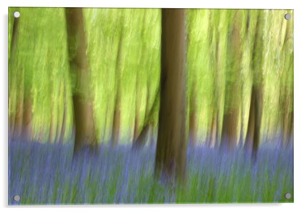 Abstract Bluebell Wood Acrylic by Susan Snow