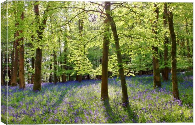 Cotswolds Bluebell Wood Canvas Print by Susan Snow