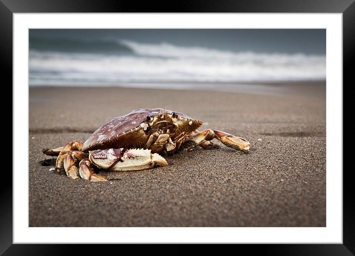 san Francisco Crab Framed Mounted Print by Chris Owen