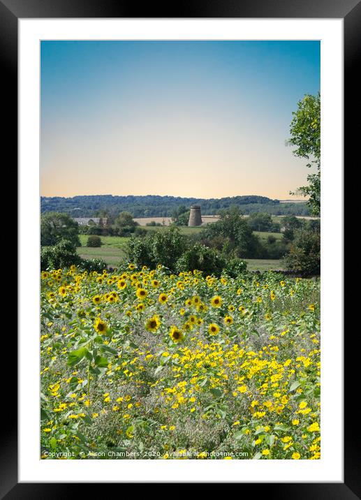 Wentworth Sunflowers and Windmill Framed Mounted Print by Alison Chambers