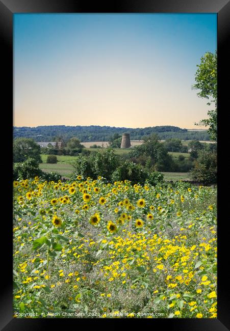 Wentworth Sunflowers and Windmill Framed Print by Alison Chambers