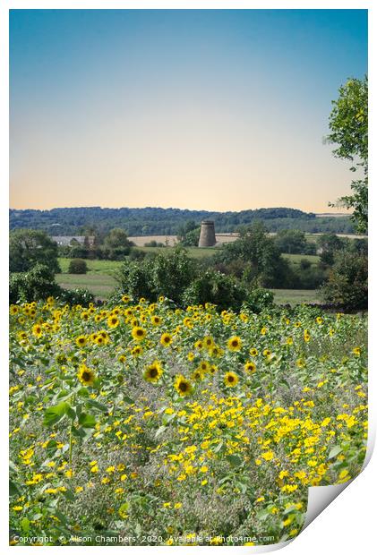 Wentworth Sunflowers and Windmill Print by Alison Chambers