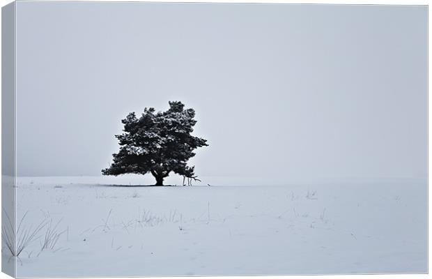 Lonely this Christmas Canvas Print by Chris Owen