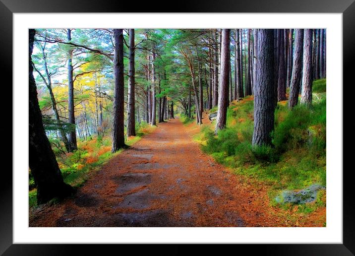 Caledonian Pine Track Framed Mounted Print by Philip Hawkins