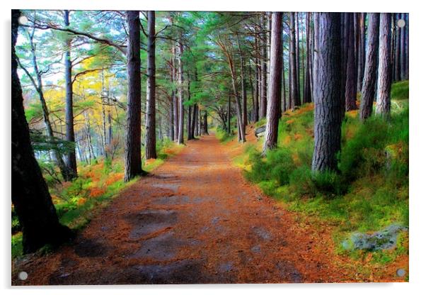 Caledonian Pine Track Acrylic by Philip Hawkins