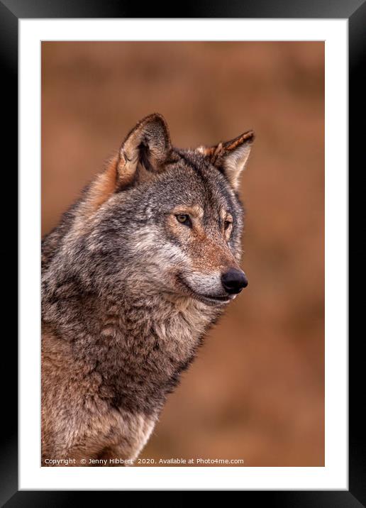 Portrait of a Wolf Framed Mounted Print by Jenny Hibbert