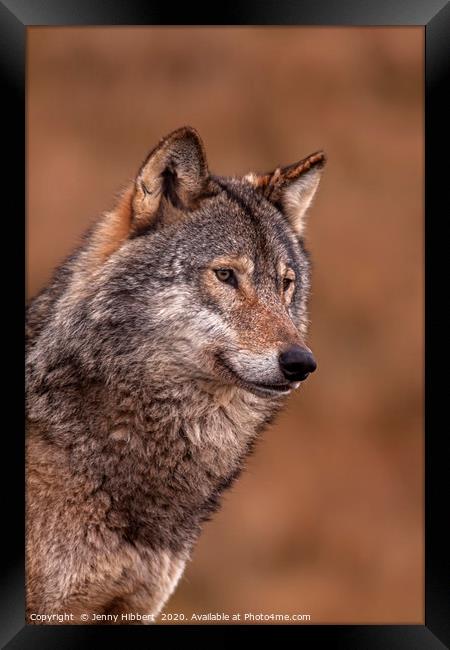 Portrait of a Wolf Framed Print by Jenny Hibbert