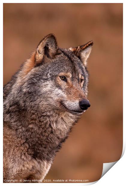 Portrait of a Wolf Print by Jenny Hibbert