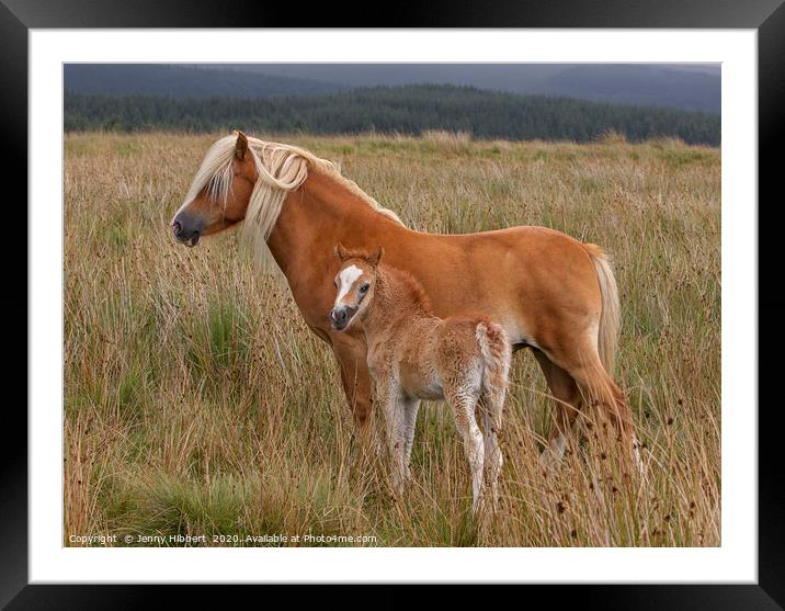 Mare with young foal Framed Mounted Print by Jenny Hibbert