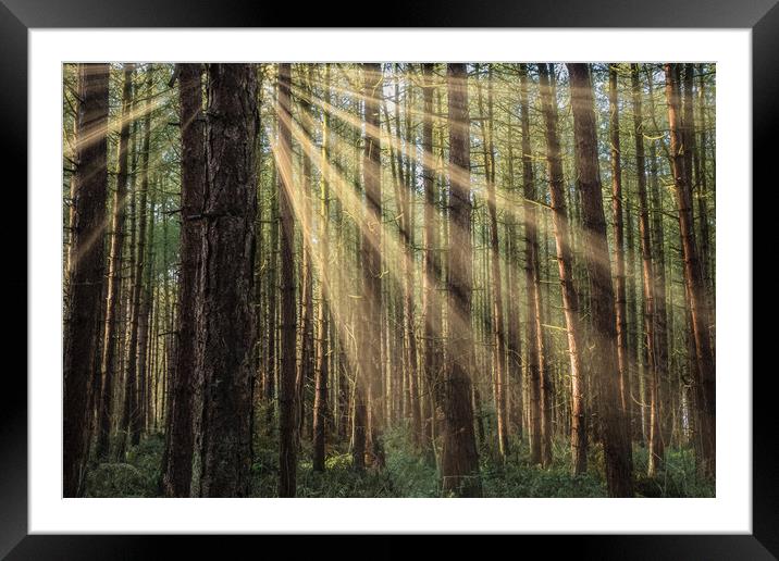 Sherwood Forest Framed Mounted Print by Darren Ball