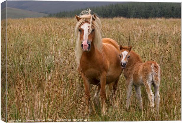 Foal with Mare  Canvas Print by Jenny Hibbert