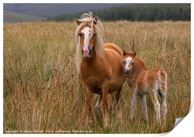 Foal with Mare  Print by Jenny Hibbert